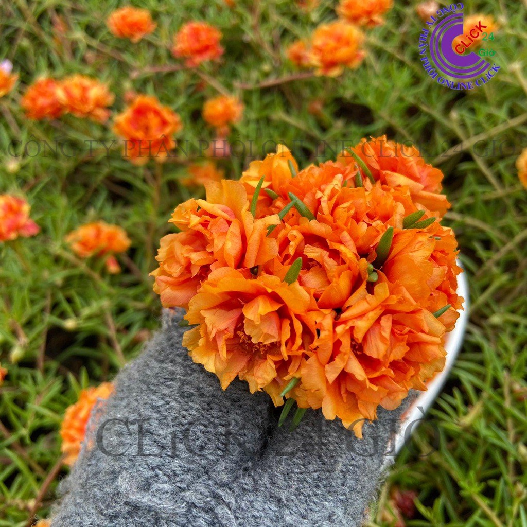 Cành Giống Hoa Mười Giờ Thái Kép MÀU CAM ĐẬM Cành Tơ Siêu Khỏe Ra Rễ Sau 3 Ngày  MM Market