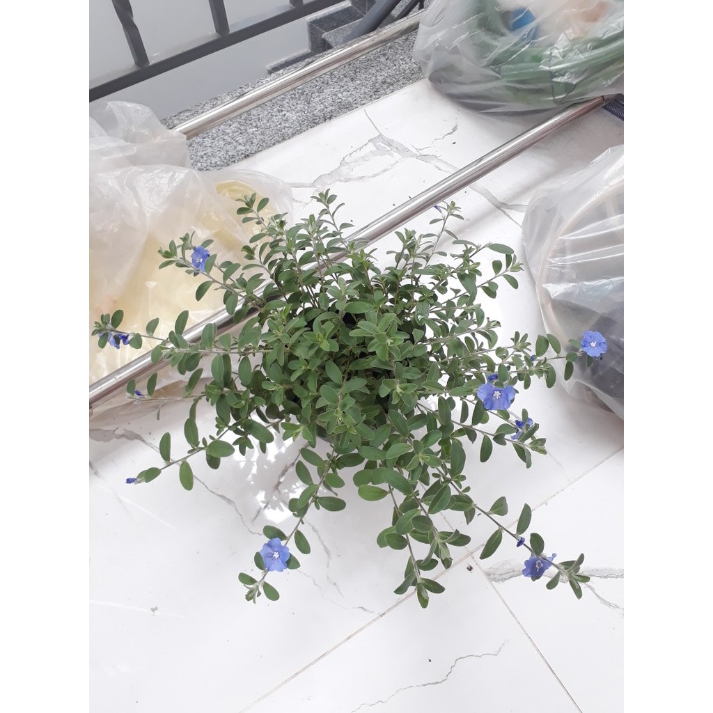 Hoa Thanh Tú - Cây cảnh sân vườn