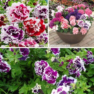 10 Hạt - Hạt Giống Hoa Dạ Yến Thảo Kép Mix F1 Phương Nam