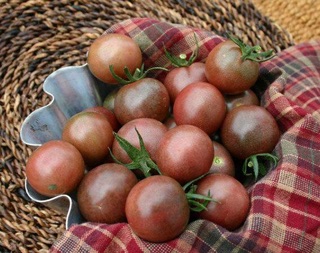 🍀Hạt Giống Cà Chua Socola F1🍀 Gói 50 Hạt Giống Chống Chịu Sâu Bệnh