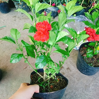 Cây Hoa Dâm Bụt cánh kép (Màu Đỏ) - cây cảnh trong nhà