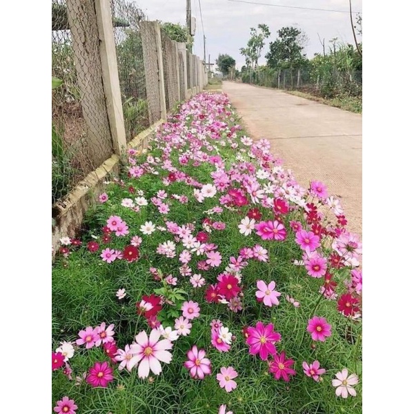💥💥 1 lạng hạt giống  hoa sao nhái cb ❤️ Sale Lớn❤️ siêu xinh xắn