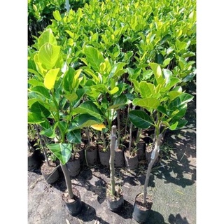 Cây mít ruột đỏ chuẩn giống cây F1 không sâu bệnh cho quả sau hơn một năm, quả ngọt múi có màu đỏ bên trong có mật .