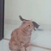 lamvyvy2