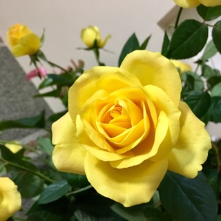 mayprincess05