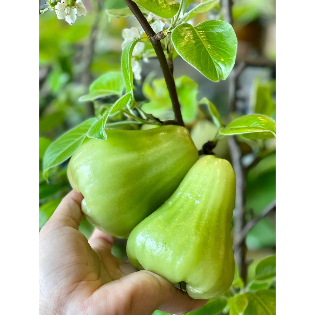 Cây Giống Mận Xanh Đường ( Mận Tam Hoa, Cây Roi Xanh ) Trái To năng suất cao - cây ăn quả