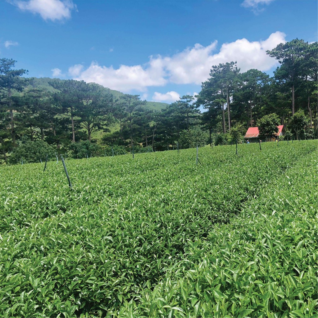 Ảnh Trà Xanh Hương Hương Dứa Dalat Farm - Hộp 110Gr 2