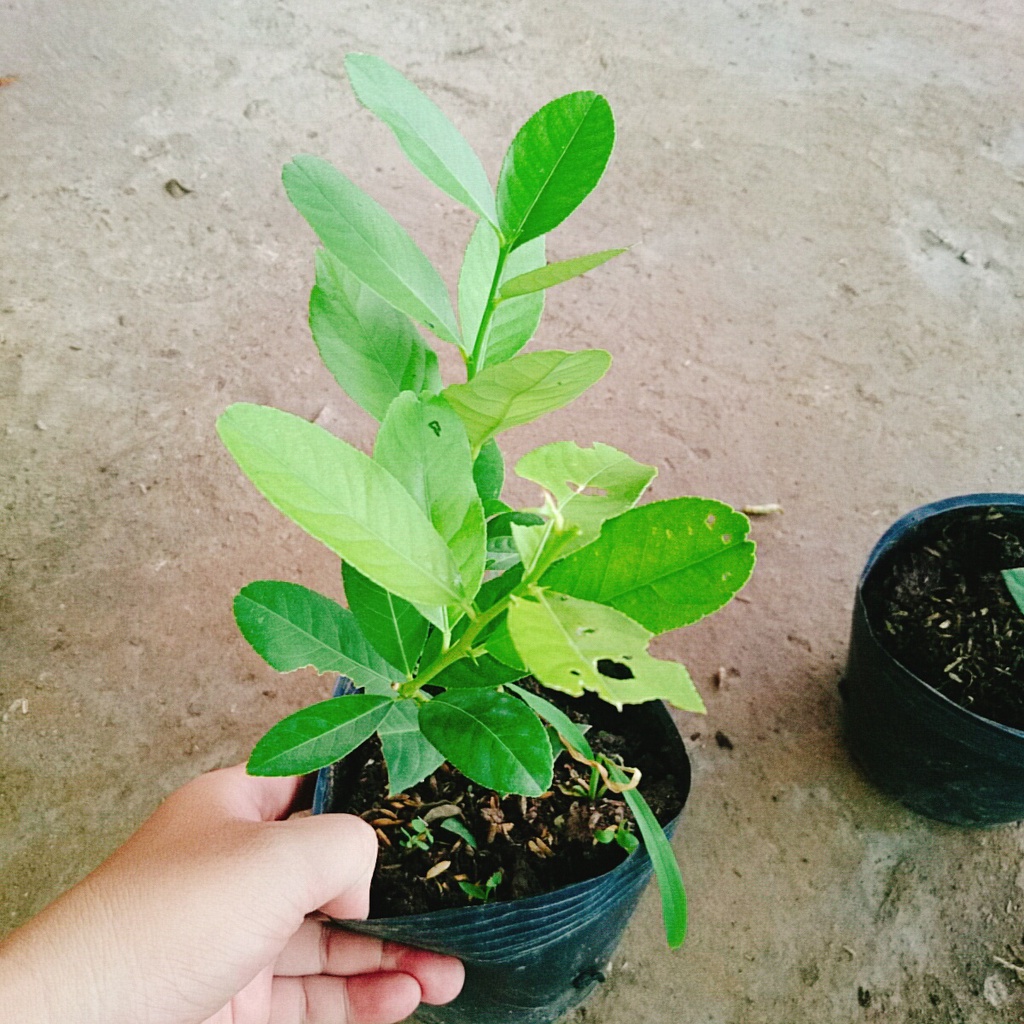 Cây chanh vàng mỹ - cây ăn quả có thể trồng chậu nhanh ra trái sau 5 tháng trồng