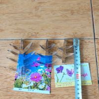 KHUÔN CẮT BỘ SAO NHÁI LÁ KIM( 3 SIZE LÁ)