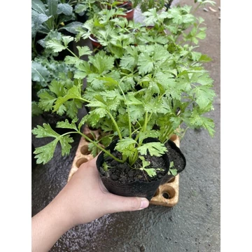 5 cây giống Cần bẹ to ép nước, Cần tây ép nước