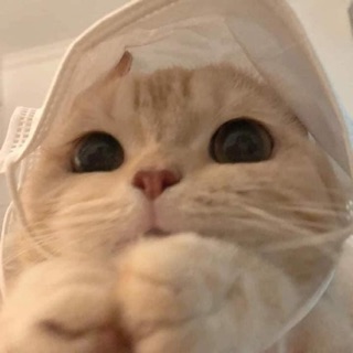 meow1708__
