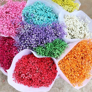 Hoa baby khô nhiều màu trang trí resin, decor...