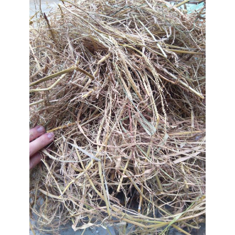 Rơm khô-rơm nông nghiệp-trang trí-handmade-trồng cây gói 200g | Shopee ...