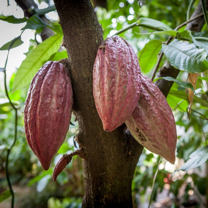 Ảnh Bột ca cao sữa dừa CacaoMi thức uống sô cô la pha trà sữa socola milo dầm cacao thơm ngon hũ 357g 4