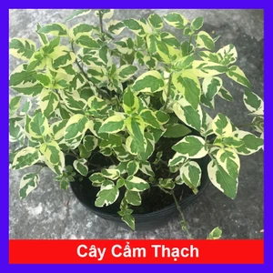 Cây Cẩm Thạch - Cây cảnh mini
