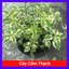 Cây Cẩm Thạch - Cây cảnh mini