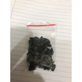 30 Hạt Giống Hương Dương Lùn Cực Dễ Thương Nảy 96,69%