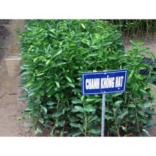 Cây Chanh Không Hạt .