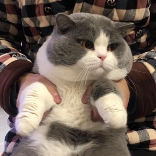lil.zitpy