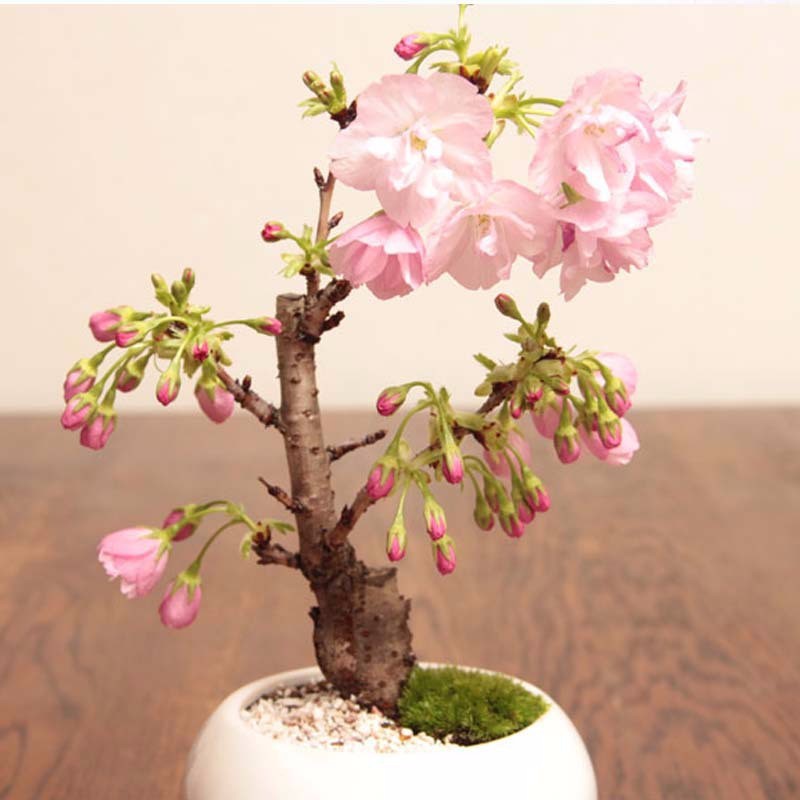 Hạt giống hoa anh đào Nhật Bản