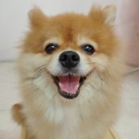 dongdongkookie