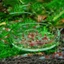 New Arrival Fish for Tank Feeder Aquarium Shrimp Glass Feeding Bowl Dish Tray 6
