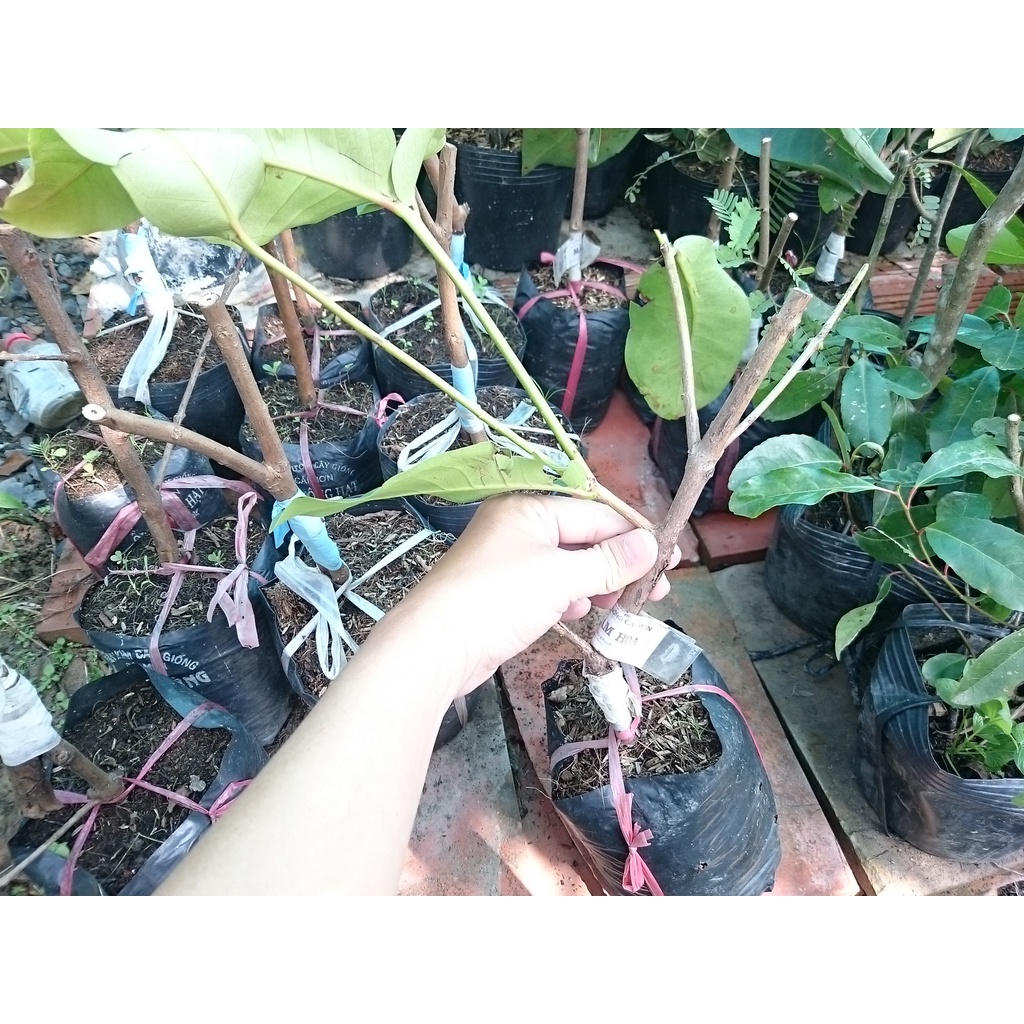 Cây Giống Mận Xanh Đường ( Mận Tam Hoa, Cây Roi Xanh ) Trái To năng suất cao - cây ăn quả
