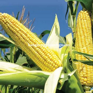 10 Gram - Hạt Giống Bắp (Ngô) Mỹ Phương Nam