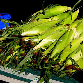 20 Gr - Hạt Giống Bắp Nếp Nù Phương Nam