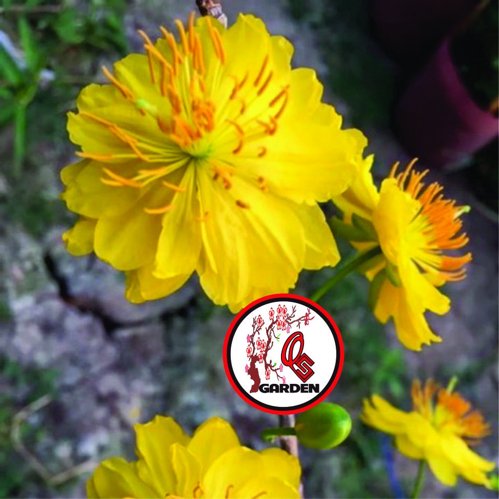 Hoa mai đại lộc 5_49 cánh cây chơi tết khoẻ mạnh