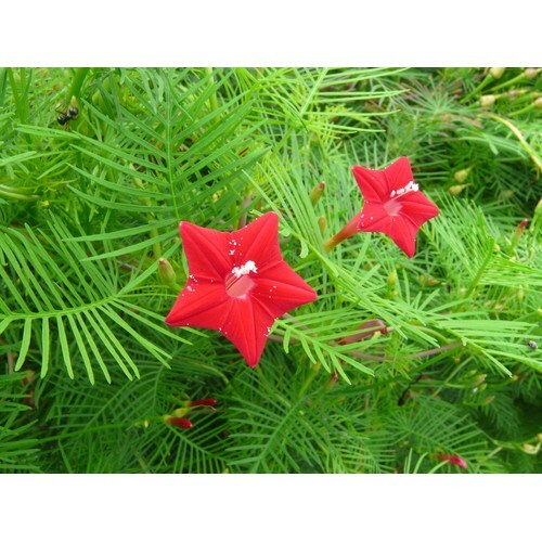 Hoa tóc tiên đỏ dây leo - cây cảnh sân vườn