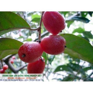 Cây Giống Nhót Ngọt Nhức Nách .