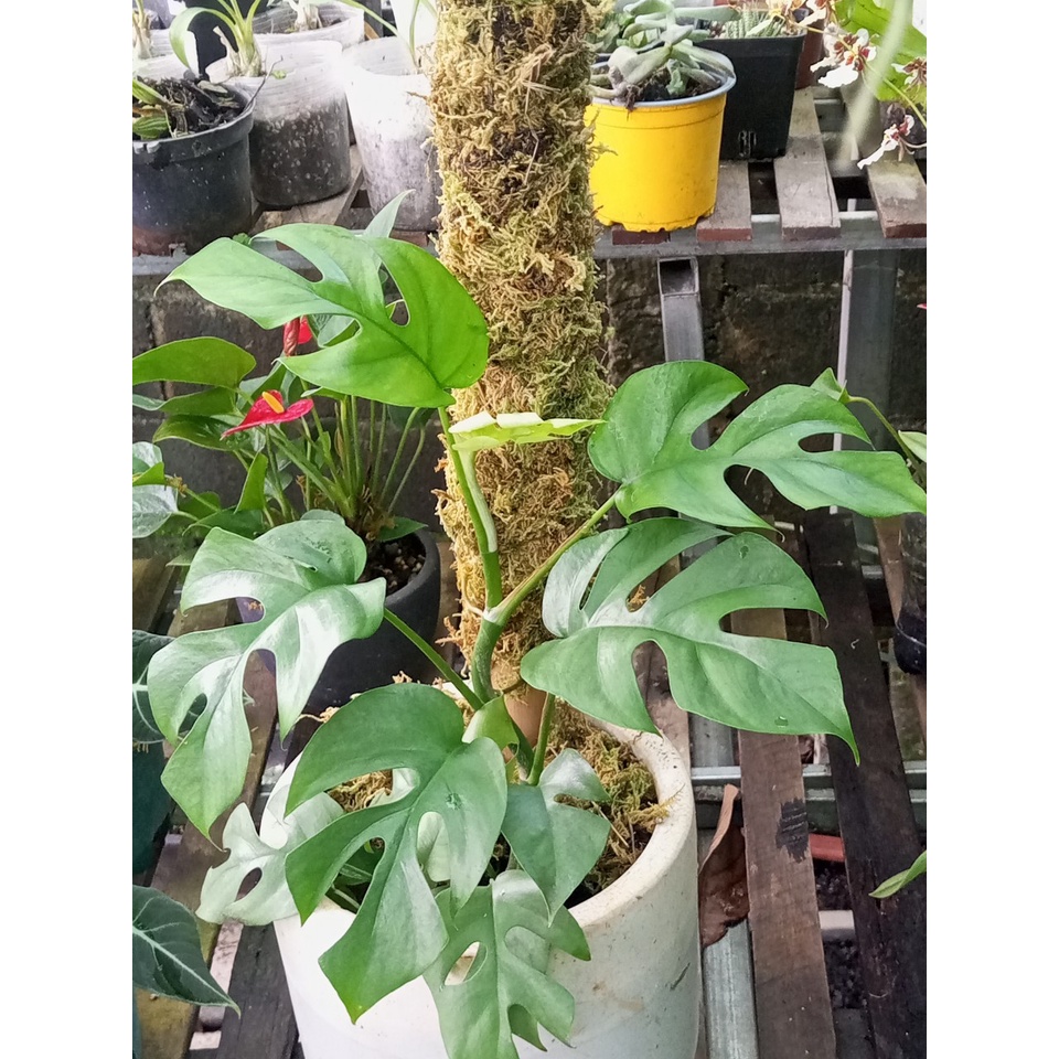 Trụ sơ Rêu 65-130cm Đã giặt rêu, thích hợp trồng cây dây leo | Shopee ...