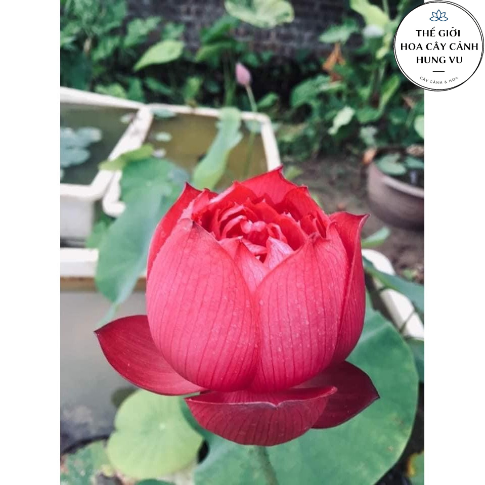 Củ sen đỏ huyết - Ra hoa sau 4 tháng | Shopee Việt Nam