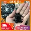 Gói chun buộc tóc 1K màu đen siêu dai