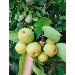 Lê tai nung Bắc Hà