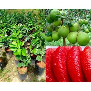 Cây Bưởi Ruby Thái .