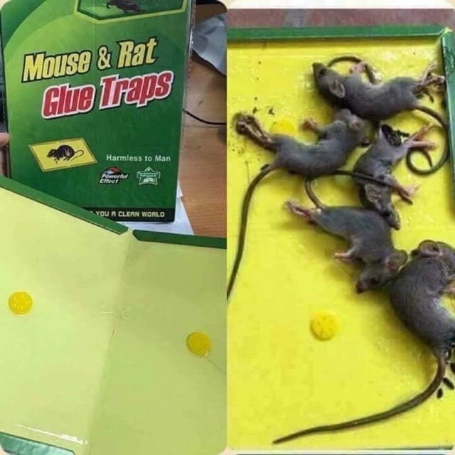 Combo 3 miếng dán bẫy chuột siêu dính tiêu diệt chuột nhanh chóng