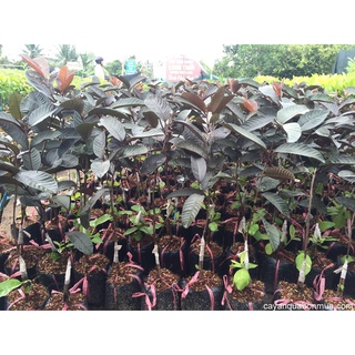 Cây ổi tím Malaysia - cây ăn quả