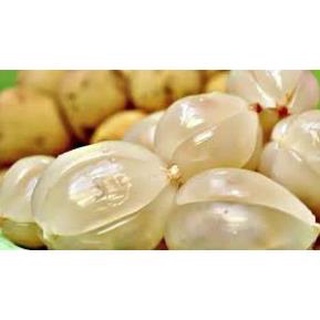 Cây Bòn Bon Thái Quả Vàng .