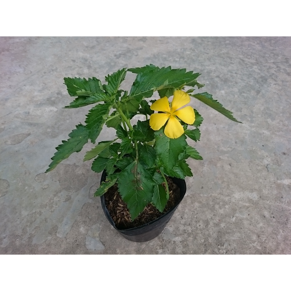 Cây đông hầu ( hoa dừa vàng ) - cây cảnh sân vườn