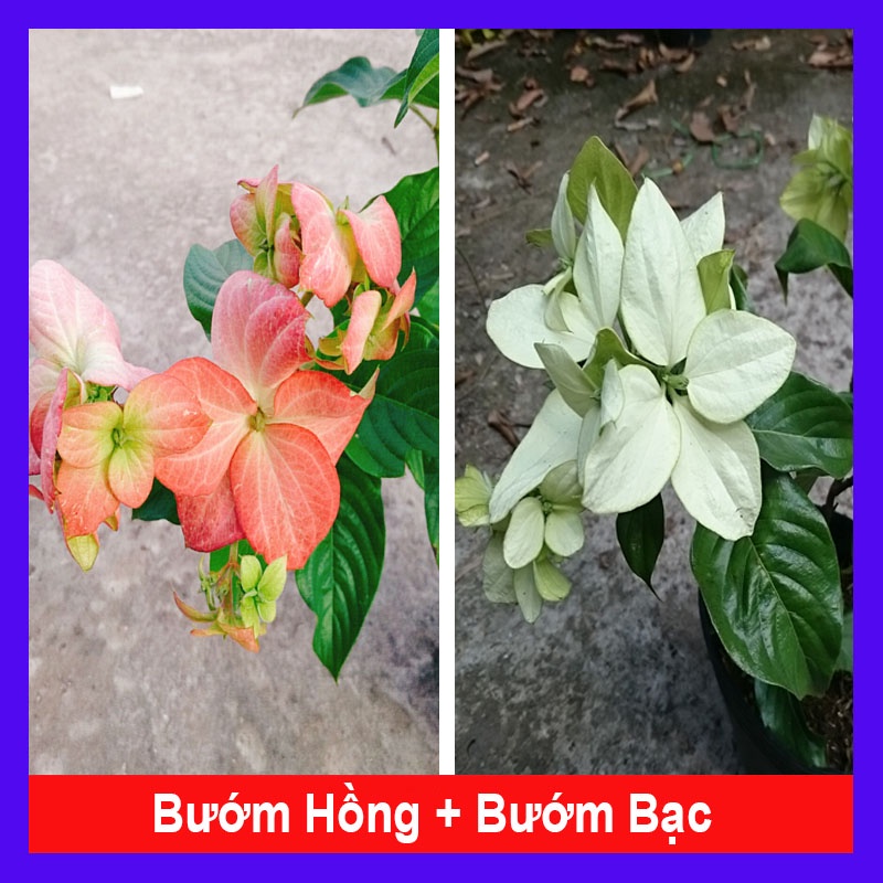 Combo cây bướm hồng + cây bướm bạc