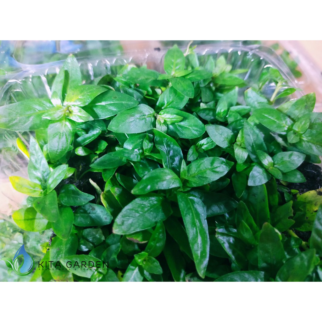 RAU THƠM - CÂY THỦY SINH TRẢI NỀN - 1 TẤC | Shopee Việt Nam