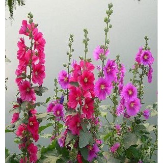 Hạt giống Hoa Mãn Đình Hồng Mix Màu 😊 Siêu Xinh😊  nhập khẩu xịn xò