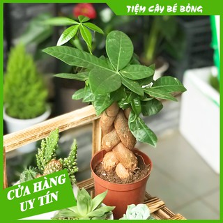 Cây Kim Ngân Xoắn để bàn(mang ý nghĩa phong thuỷ và lọc không khí)