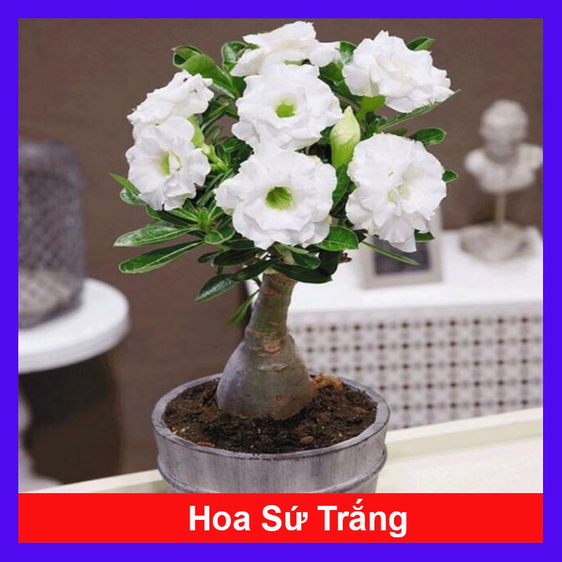 Cây hoa sứ thái kép nhiều màu tùy chọn ( hoa sứ đỏ + hoa sứ vàng + hoa sứ trắng + hoa sứ tím )