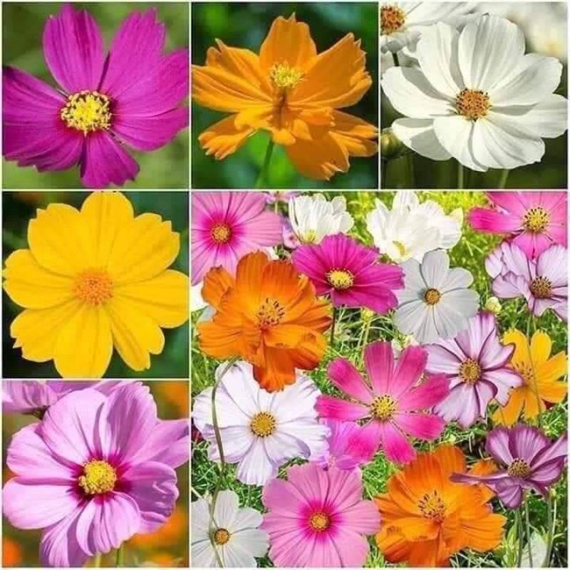 💥💥 1 lạng hạt giống  hoa sao nhái cb ❤️ Sale Lớn❤️ siêu xinh xắn