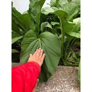 🍀HẠT GIỐNG RAU CẢI NGỌT CAO SẢN🍀 NĂNG XUẤT CAO SINH TRƯỞNG KHỎE CHỐNG CHỊU SÂU BỆNH