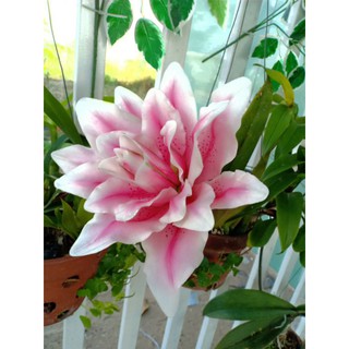 KHUÔN HOA LILY
