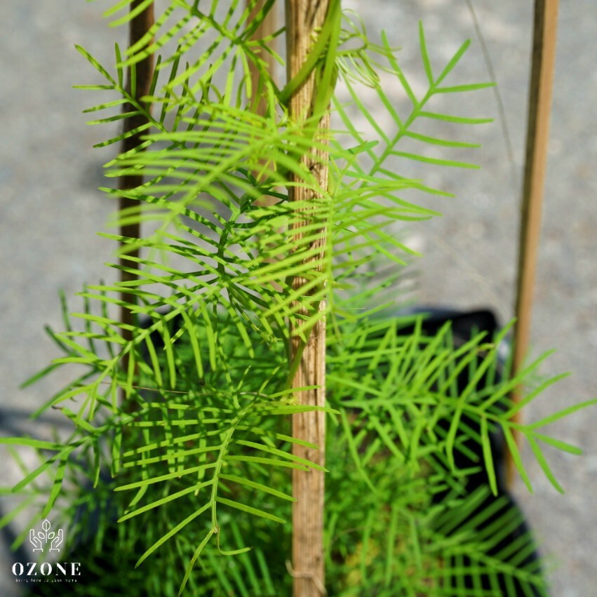 Hoa tóc tiên đỏ dây leo - cây cảnh sân vườn